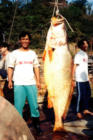 Giant yellow croaker - photo Cheng Tai-sing